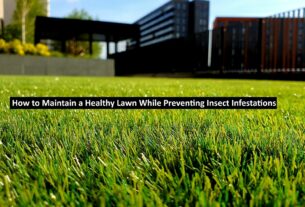 Maintain a Healthy Lawn