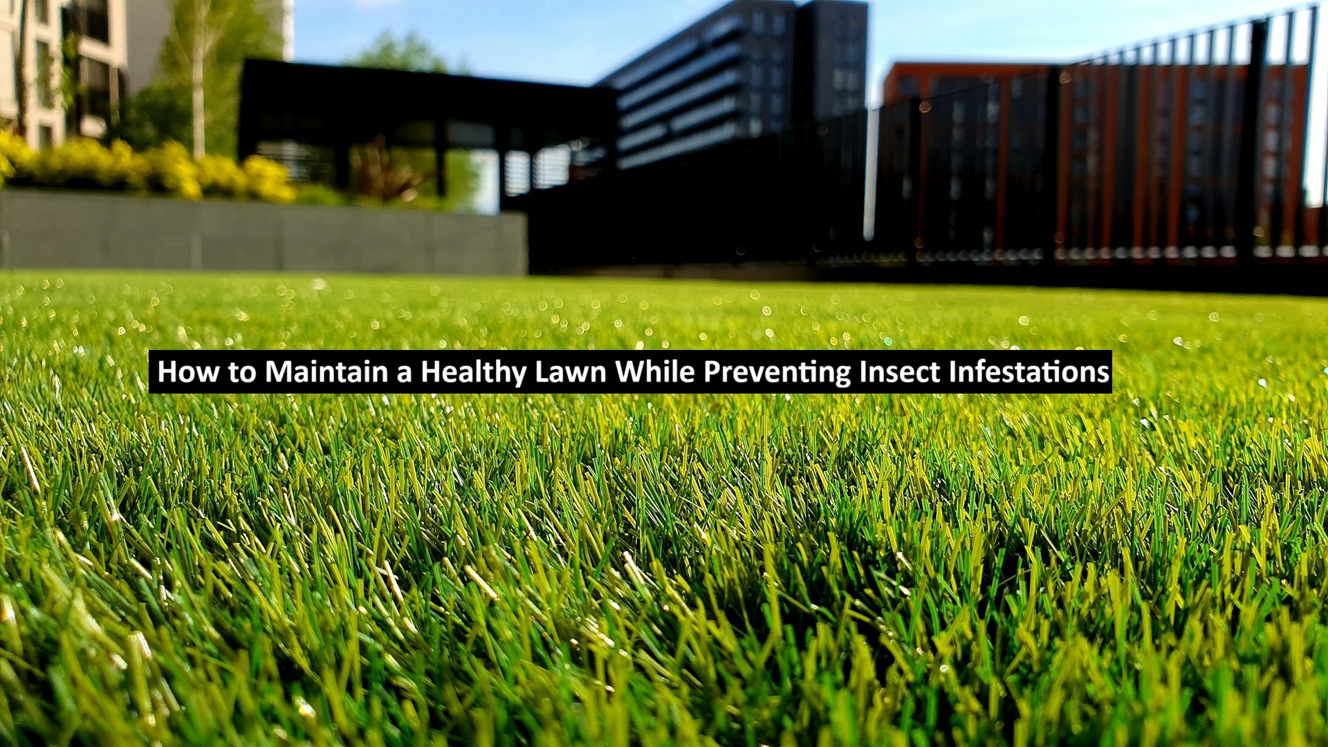 Maintain a Healthy Lawn